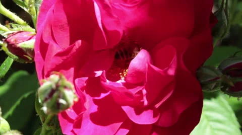 Bee pollinating flower Stock Footage 51083608