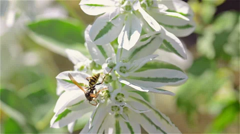 Bee pollinating a flower Stock Footage 54251519