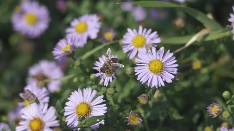 Bee pollinating a flower 動画素材 68084240