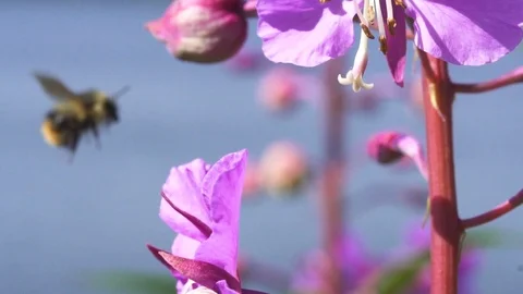 Bee pollinating flower Stock Footage 90229727