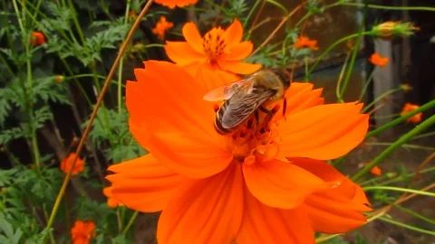 Bee pollinating a flower Stock Footage 103863813