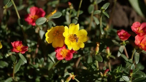 A bee pollinating a flower Stock Footage 105885506