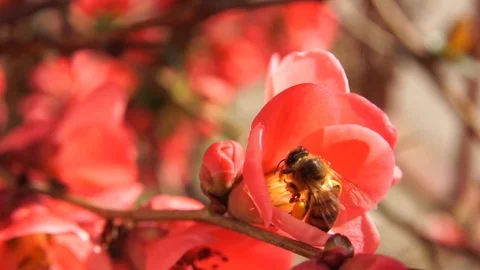 Bee pollinating flower 動画素材 106264229