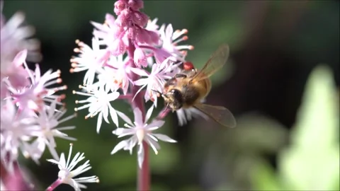 Bee pollinating a flower. Stock Footage 131767610
