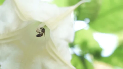Bee pollinating a flower Stock Footage 139095133
