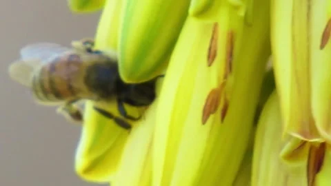 Bee pollinating flower Video stock 152742003