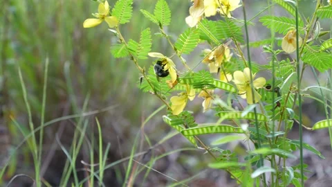 Bee Pollinating Flower Stock Footage 167521102