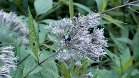 Bee Pollinating Flower Vídeos de archivo 205216371