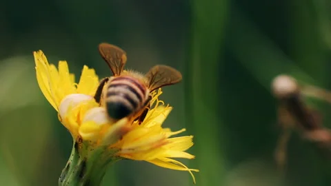 Bee pollinating flower Video stock 228896314