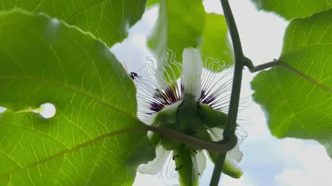 Bee pollinating a flower Stock Footage 237385132