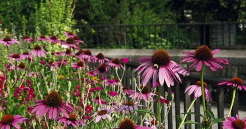 Bee Pollinating a Flower Stock Footage 243276017
