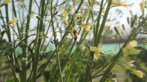 A bee pollinating a flower Stock Footage 266924277