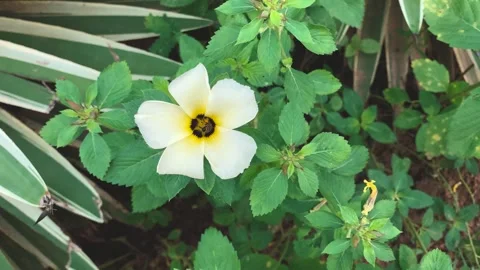 Bee pollinating flower in the garden Stock Footage 263196313