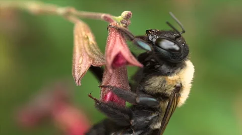 Bee pollinating a flower macro extreme close up in slow motion. Stock Footage 68600932