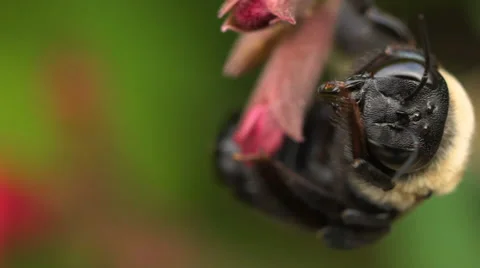 Bee pollinating a flower macro extreme close up in slow motion. Stockbeeldmateriaal 68613212