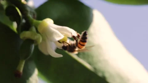Bee pollinating flower. Macro video. Stock Footage 131683655