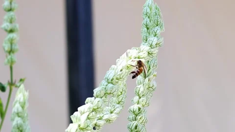 Bee Pollinating Flower Over Time Vídeos de archivo 297737260