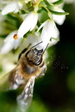 Bee pollinating a flower Stock Photos