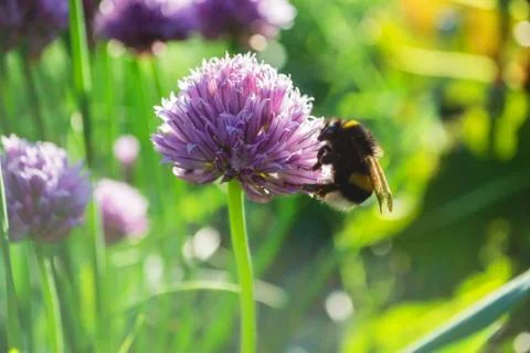 Bee pollinating a flower Stock Photos