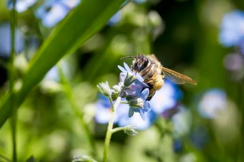 Bee pollinating a flower. Stock Photos