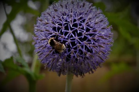 Bee pollinating a flower Stock Photos