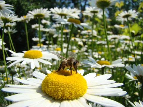 Bee pollinating flower Stock Photos