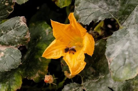Bee pollinating a flower Stock Photos