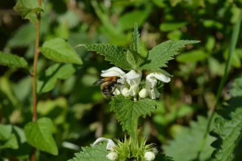 Bee pollinating flower Stock Photos
