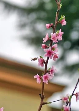A bee pollinating a flower Stock Photos