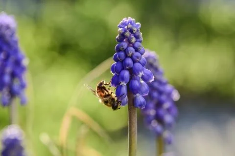 Bee pollinating a flower Stock Photos