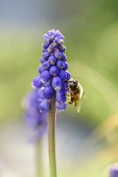 Bee pollinating a flower Stock Photos