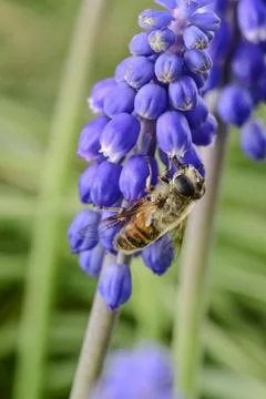 Bee pollinating a flower Stock Photos