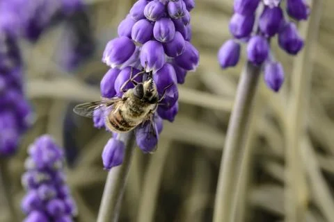 Bee pollinating a flower Stock Photos