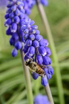 Bee pollinating a flower Stock Photos