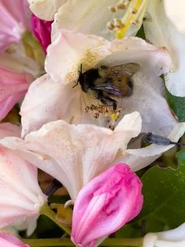 A bee pollinating a flower Foto stock