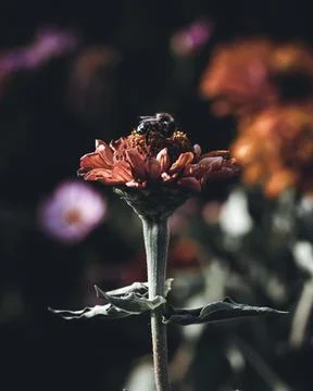 Bee pollinating a flower Stock Photos