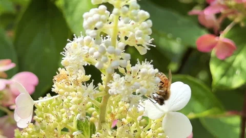 Bee pollinating flower in public park Stock Footage 281159974