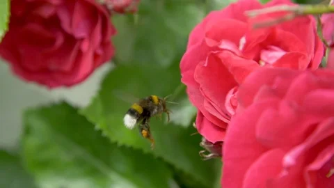 Bee pollinating flower in slow motion Stock Footage 78005183