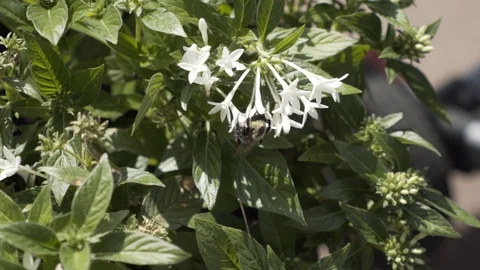 Bee Pollinating Flower in slow motion close up 動画素材 94394577