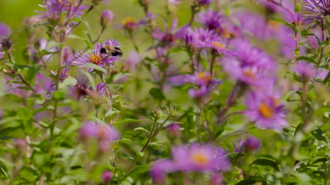 Bee Pollinating on Flower Slow Motion Stock Footage 241041486