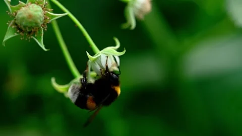 A bee pollinating flower in summer. Vídeo Stock 252458871
