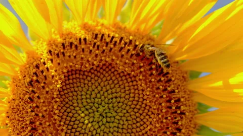 Bee pollinating flower in summer. Yellow sunflower head on the wind with working Stock Footage 161776074