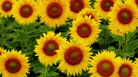Bee pollinating flower in summer. Yellow sunflower head on the wind with working Stock Footage 162520304