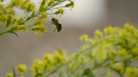 Bee pollinating flower swaying in the breeze 動画素材 134737657