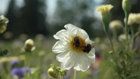 Bee pollinating a flower. White Daisies Sway In The Wind. Stock Footage 235196506