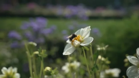 Bee pollinating a flower. White Daisies Sway In The Wind Stock Footage 235197003
