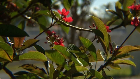 Bee Pollinating Flowering Tree on Sunny Day in Freeport, Bahamas Stock Footage 106458338