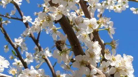 Bee pollinating flowering trees Stock-Footage 88144764