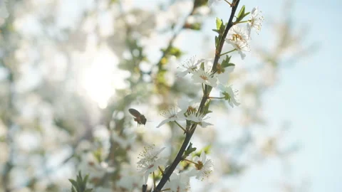 Bee pollinating flowering trees, slow motion Stock Footage 115666461