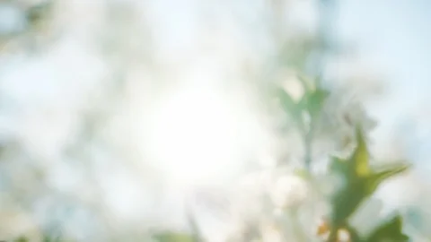 Bee pollinating flowering trees, slow motion Stock Footage 115666771